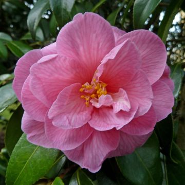 Camellia x williamsii Donation - Williamsii-camelia