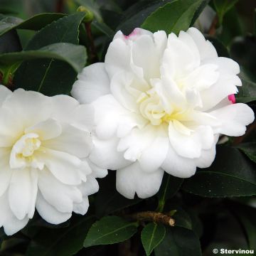 Camellia sasanqua Fuji no Yuki - Herfstcamelia