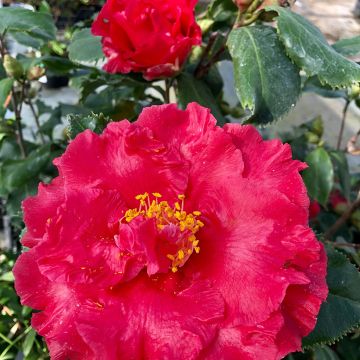 Camelia Holly Bright - Japanse roos