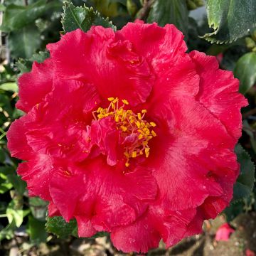 Camelia Holly Bright - Japanse roos