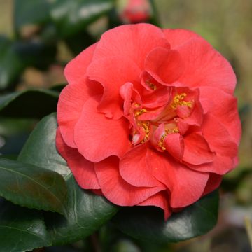 Camellia japonica Lady Campbell - Japanse camelia