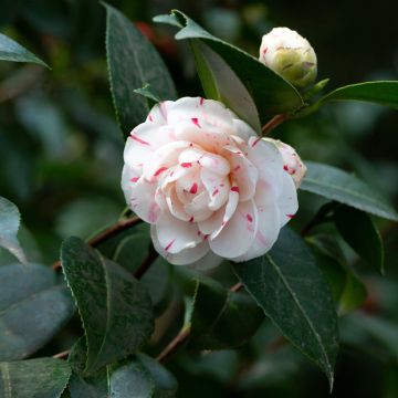Camélia Lavinia Maggi - Japanse camelia