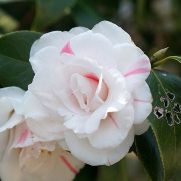 Camellia japonica Montironi - Japanse camelia