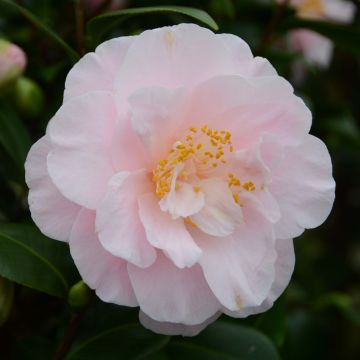 Camellia japonica Virginia Robinson - Japanse camelia
