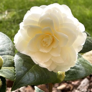 Camellia Dahlonega - Japanse camelia