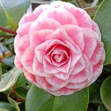 Camellia Tom Pouce - Japanse camelia