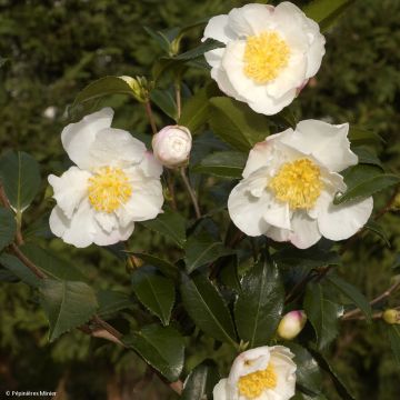 Camellia sasanqua Hinode-Gumo - Herfstcamelia