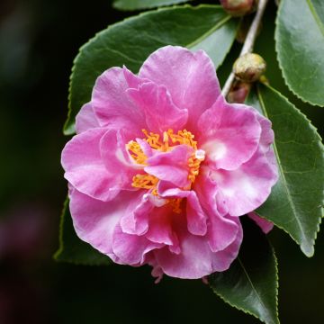 Camellia sasanqua Showa no Sakae - Herfstcamelia