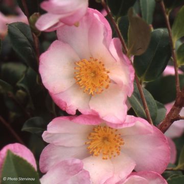Camellia sasanqua Versicolor - Herfstcamelia
