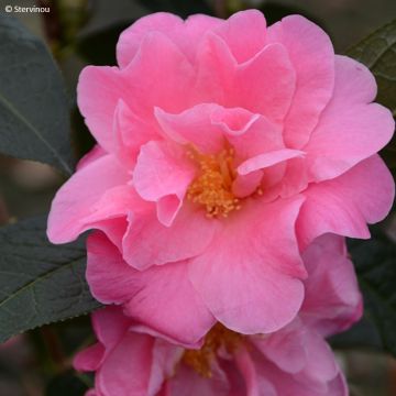 Camellia reticulata China Lady - Japanse roos