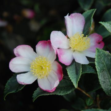 Camellia sasanqua Variegata - Herfstcamelia