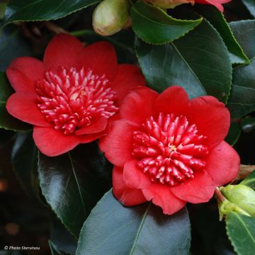 Camellia japonica Bobs Tinsie - Japanse camelia