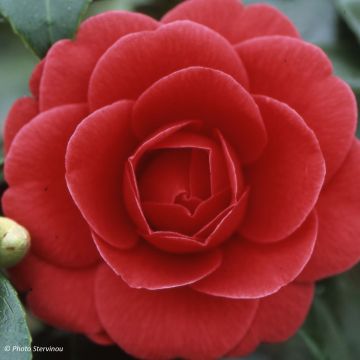 Camellia japonica Coquetti - Japanse roos