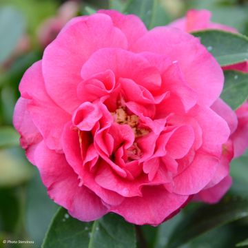 Camellia Fiesta Grande