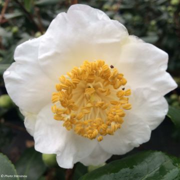 Camellia japonica de Higo Fuji - Japanse roos