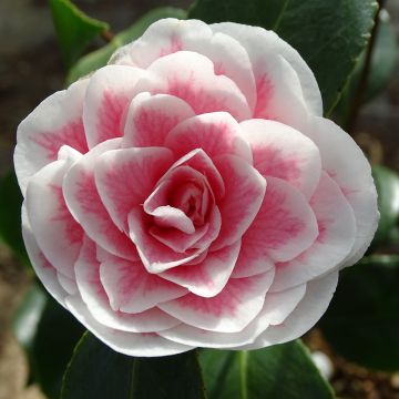 Camellia Look Away - Japanse camelia