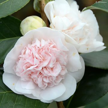 Camellia japonica Marie-Galante - Japanse camelia
