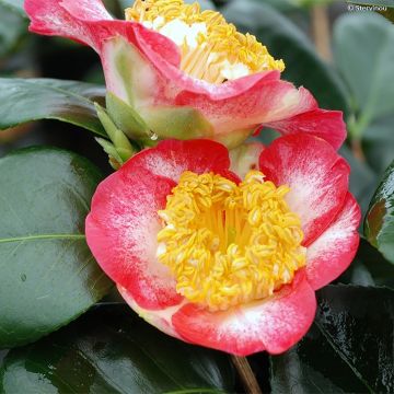 Camellia japonica de Higo Okan - Japanse roos