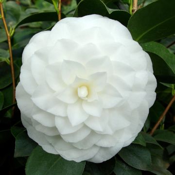 Camélia Nuccios Gem - Japanse camelia