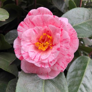 Camellia japonica Traverso - Japanse camelia