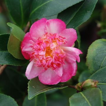 Camellia sasanqua Choji Guruma - Herfstcamelia