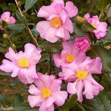Camellia sasanqua Cleopatra - Herfstcamelia