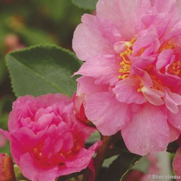 Camellia sasanqua Showa no Sakae - Herfstcamelia