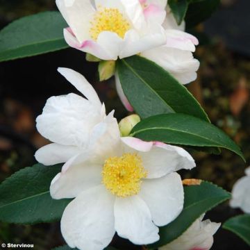 Camellia sasanqua Survivor - Herfstcamelia