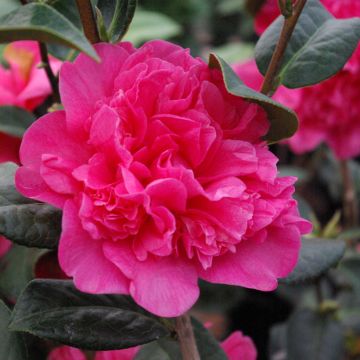 Camellia x williamsii Anticipation - Williamsii-camelia