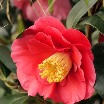 Camellia japonica San dimas - Japanse camelia