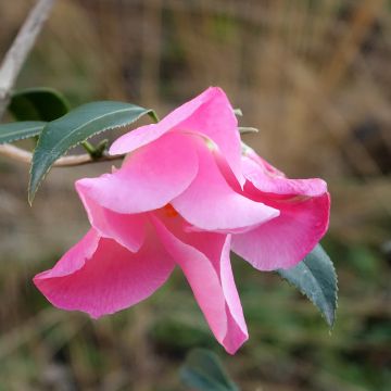 Camellia x williamsii Tulip Time - Williamsii-camelia