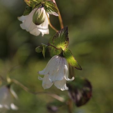 Campanula Wedding Bells - Klokje