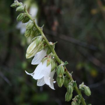 Campanula alliariifolia - Klokje