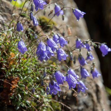 Campanula cochleariifolia - Klokje