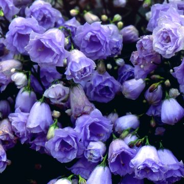 Campanula cochleariifolia Elizabeth Oliver - Klokje