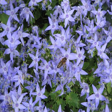 Campanula garganica - Klokje