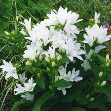 Campanula glomerata Alba - Kluwenklokje wit