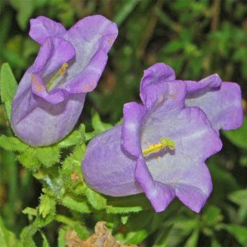 Campanula medium Blau - Mariëtteklokje