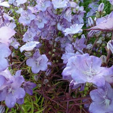 Campanula persicifolia Hidcote Amethyst - Prachtklokje