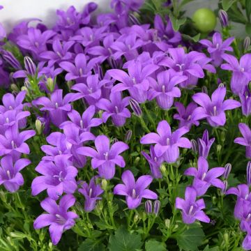 Campanula poscharskyana Ambella Purple Planet - Kruipklokje