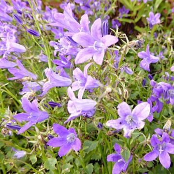 Campanula poscharskyana Resholt Variety - Kruipklokje