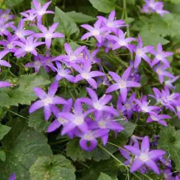 Campanula poscharskyana - Kruipklokje