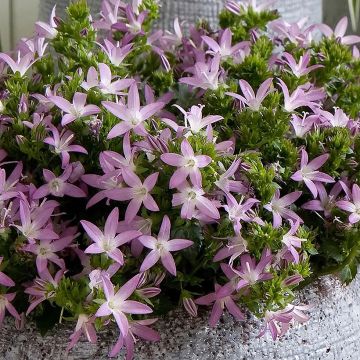 Campanula poscharskyana Adansa Pink - Kruipklokje