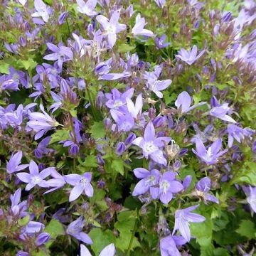 Campanula poscharskyana Trollkind - Kruipklokje