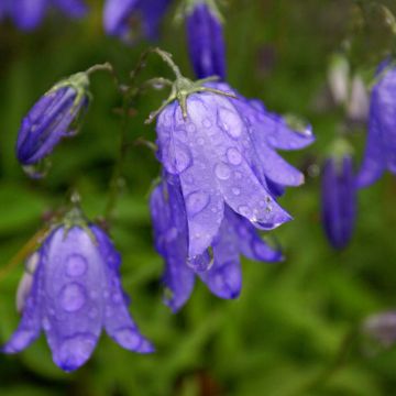 Campanula rotundifolia - Grasklokje