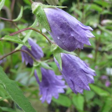 Campanula trachelium Bernice - Ruig klokje