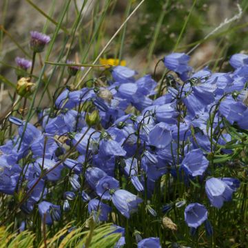 Campanula cochleariifolia Bavaria Blue - Klokje