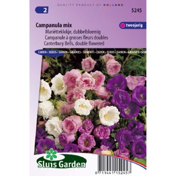 Campanula medium met grote dubbele bloemen (zaad) - Mariëtteklokje