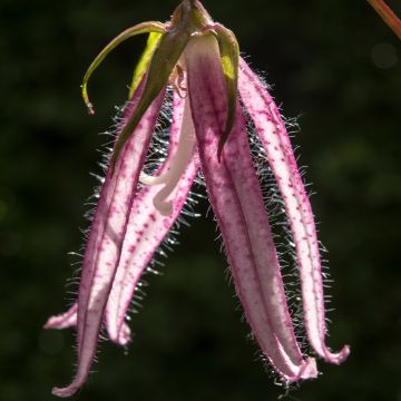 Campanula Pink Octopus - Klokje
