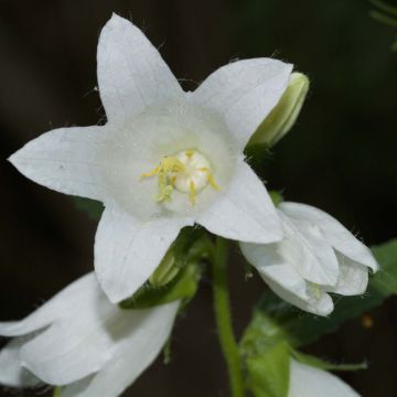 Campanula latifolia var. macrantha alba - Breed klokje wit
